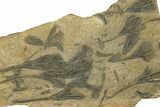 Ordovician Fossil Crinoid Plate - Marzane, Morocco #290843-2